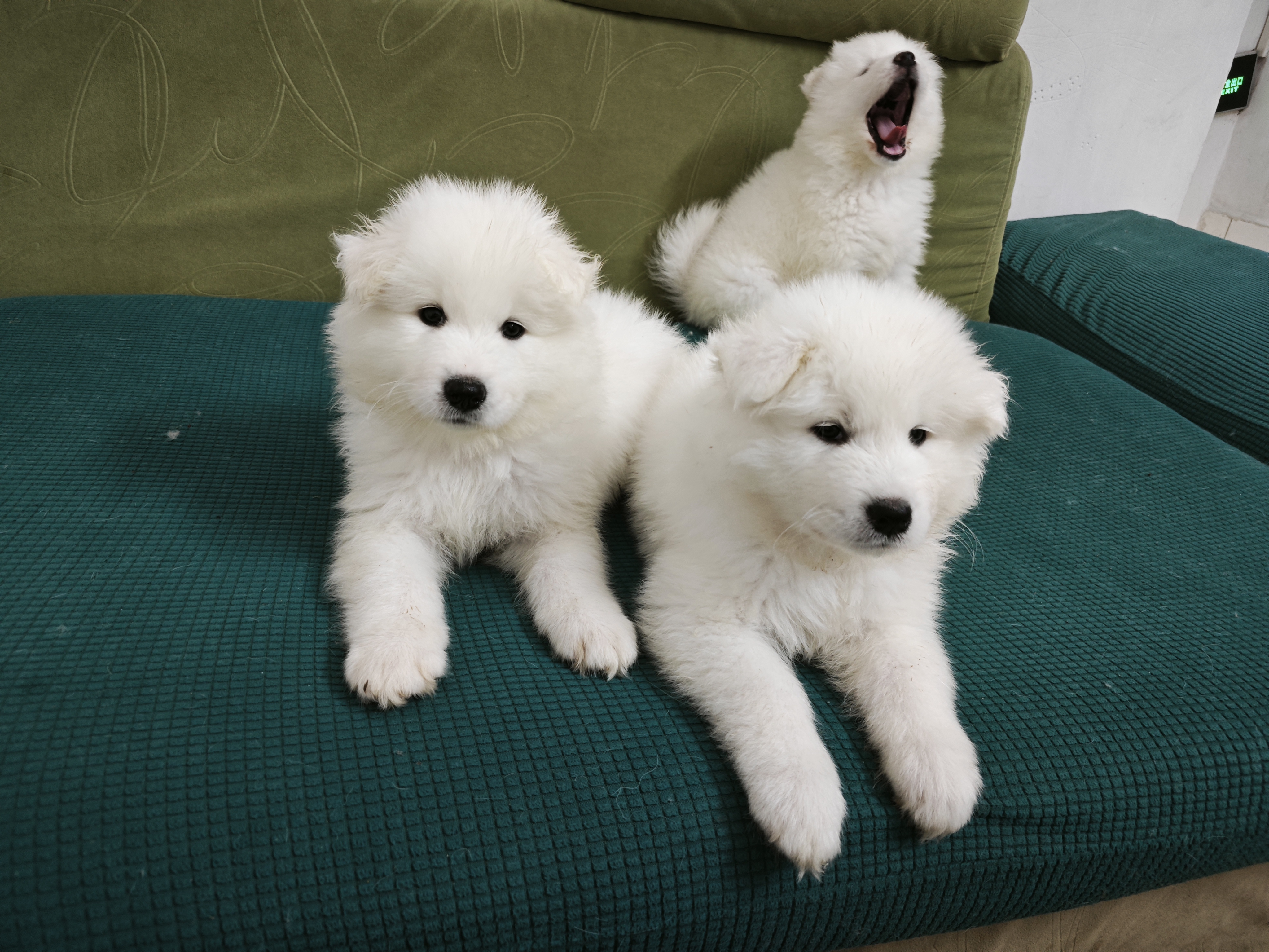 微笑天使萨摩耶